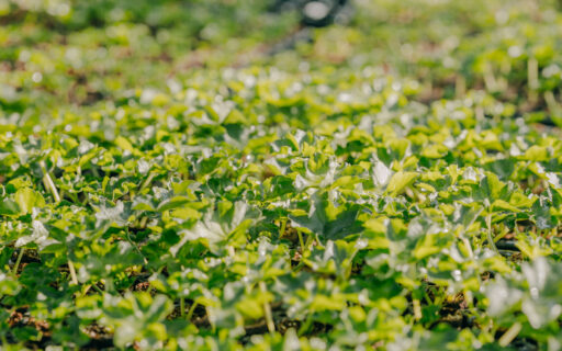 Request for Proposals for Farmer-Led Innovations in Cover Cropping